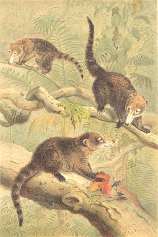 MAMMALS. White-nosed coati 1894 old antique vintage print picture